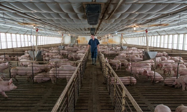 Pigs are seen at a Smithfield Foods, the world's largest pork producer, farm in the United States in this image released on April 11, 2017.