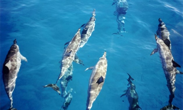 Dolphins - Creative Common via Wikimedia Common