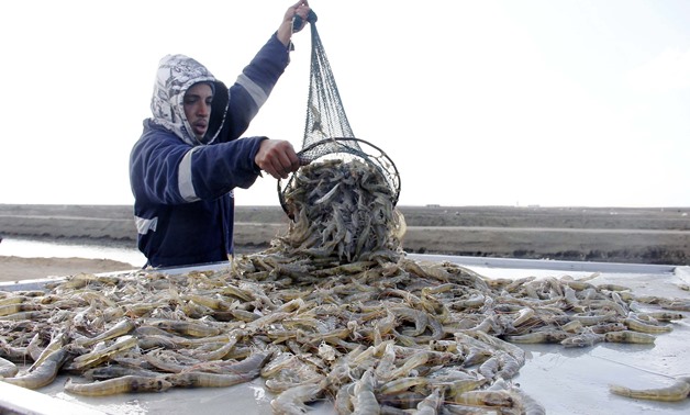 Fisherman unloads shrimps from his net near new Suez Canal - Archive