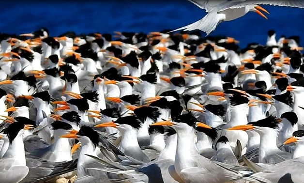 File - Photo of flocks of Seagull migrating birds dwell one of the Red Sea Island, Red Sea governorate, Egypt