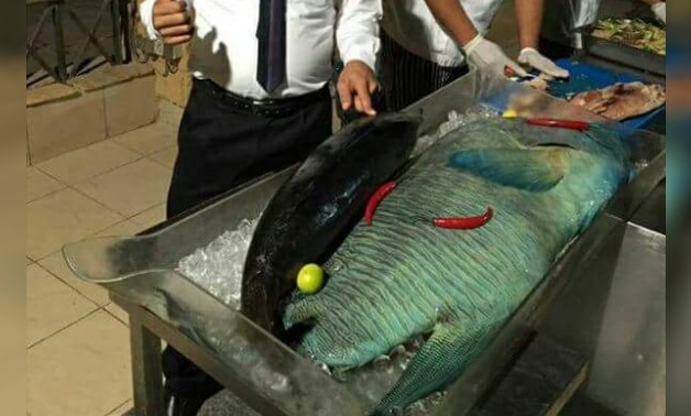 Two chefs preparing a Napoleon fish for cooking at a hotel in Marsa Alam, Red Sea – Press circulated photo