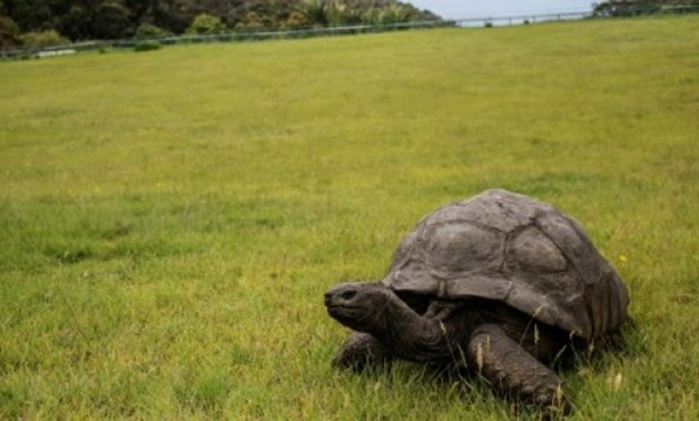  Jonathan, a Seychelles giant tortoise, is believed to be the oldest reptile living on earth - AFP