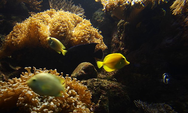 Aquarium introduces native sea animals in Safaga – Wikimedia.com 