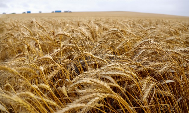 The Egyptian government: We have no need to purchase wheat shipments from the global market until the end of 2022