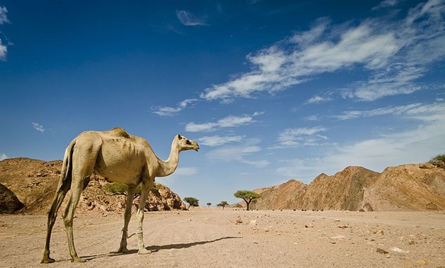 One of the camels competing in the race March, 2008 – Wikimedia/Mohamed Mossa 