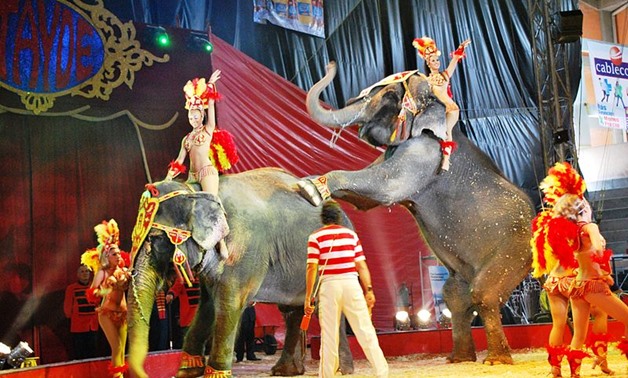 Elephant act at the Circus Atayde at the Feria de Hidalgo in Pachuca, Hidalgo, Mexico Via CC/AlejandroLinaresGarcia