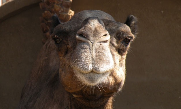 Egyptian Camel - Creative Commons via Wikipedia Commons/Nick Perretti