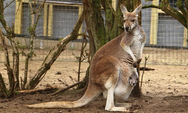Red Kangaroo with Joey in Linton Zoo – CC via Flickr/Mrs Airwolfhound