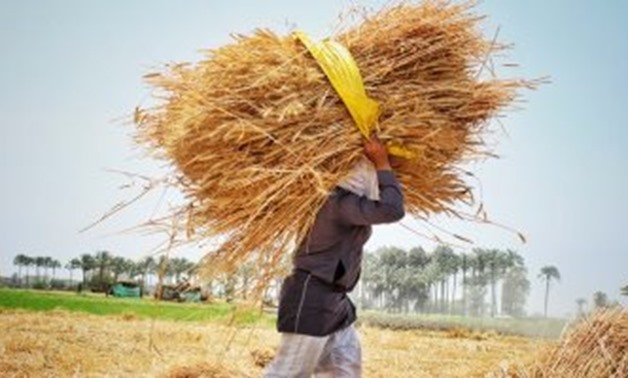 File - Rice agriculture in Egypt