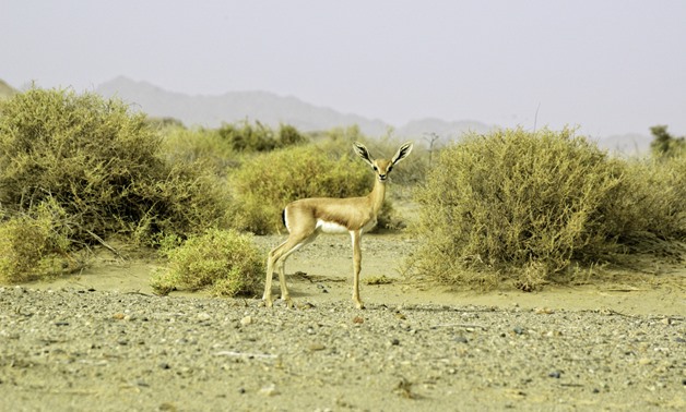 An Egyptian Gazelle spotted in Gebel Elba national park in 2015 - Mos'ad Sultan