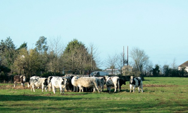Herd of cows near Egypt Farm- Wikicommons via Geography.org
