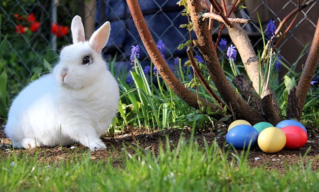 Easter Bunny - Creative Commons via Wikimedia Commons