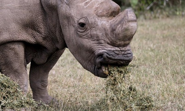 FILE PHOTO: The last surviving male northern white rhino named 'Sudan' grazes at the Ol Pejeta Conservancy in Laikipia national park, Kenya June 14, 2015 - Reuters
