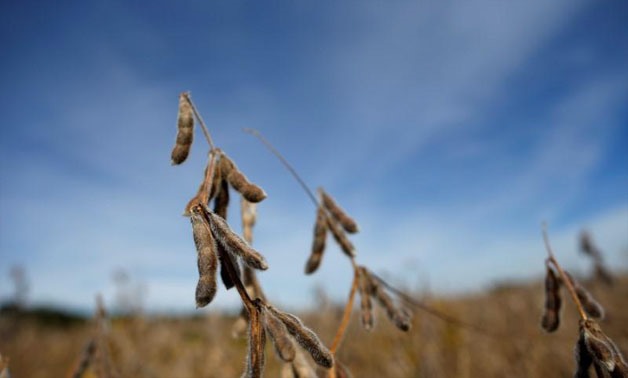 Soybeans are seen in a field waiting to be harvested in Minooka, Illinois, September 24, 2014. REUTERS/Jim Young/File Photo