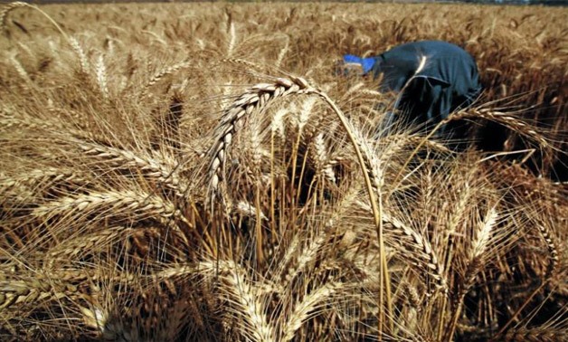 Egyptian Wheat - Reuters 