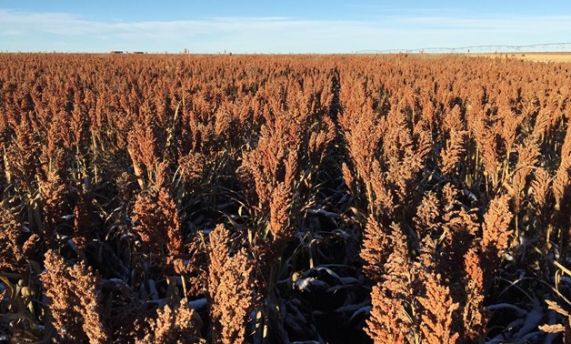 A field of sorghum (milo) grain is seen at a farm outside of Texhoma, Oklahoma, U.S., in this undated photo released to Reuters on April 3, 2018. Courtesy Jerod McDaniel/Handout via REUTERS