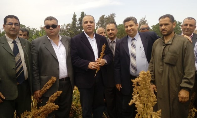The Ministry of Agriculture launched a national campaign to expand the cultivation of quinoa, April 27, 2018 – Egypt Today
