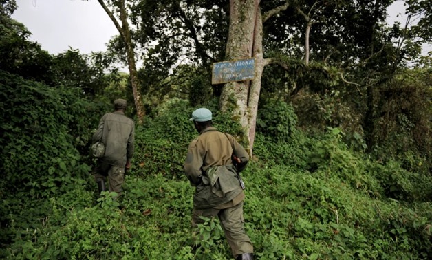 Park rangers look for gorillas in the Virunga National Park in this file photo from November 28, 2008. The famed conservation area has been closed until next year following a series of murders and kidnappings | © AFP/File | Roberto SCHMIDT
