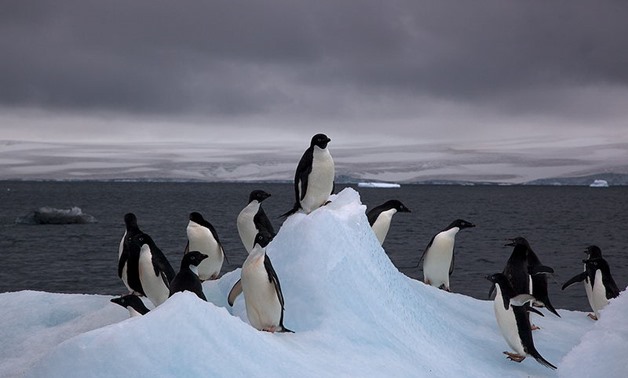 FILE – penguins, December, 2008 – Flickr/Jason Auch