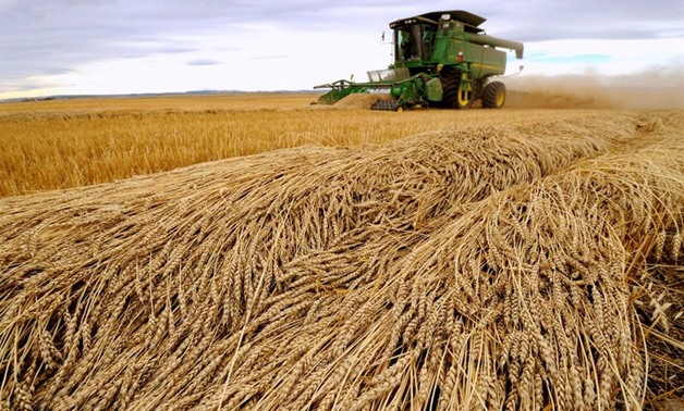 Saudi Arabian agency stops buying Canadian wheat, barley - Reuters