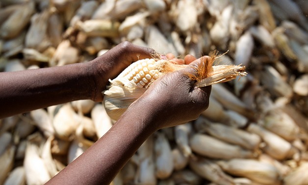 FILE - A Malawian person husks corn – Flickr/Malawi’s Department of Foreign Affairs and Trade