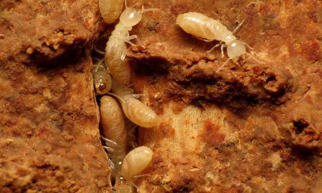 Termites - CC via Katja Schulz on Flickr 