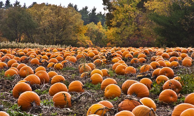  Pumpkin patch - CC via Flickr/PROliz west