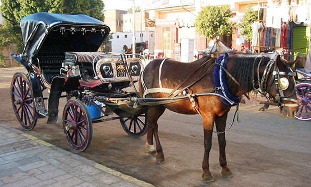 Horse carts in Luxor - CC