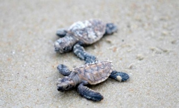 Hawksbill turtles are considered critically endangered-AFP