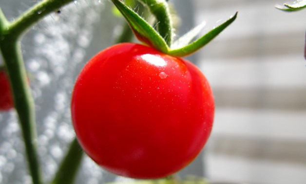 Tomato- CC via Flickr/photon_de

