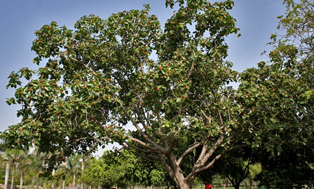 Banyan Ficus benghalensis in Hyderabad, India - wikimedia commons/ J.M.Garg