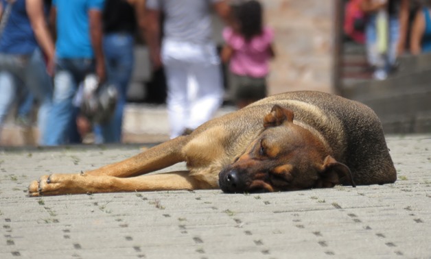 FILE – stray dog sleeping in street – Pixabay