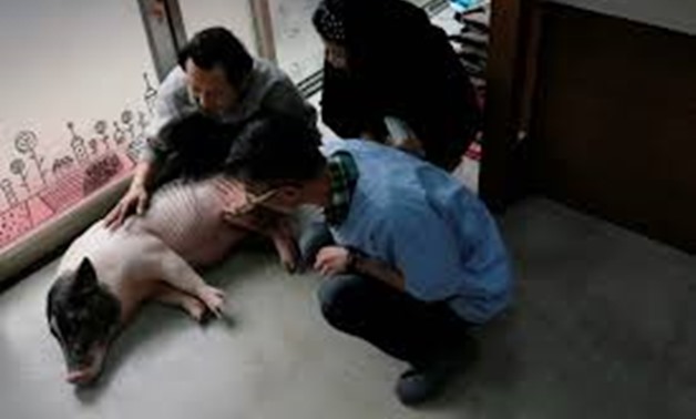 Sin Sin, a 4 years-old pet pig, picks a flight with Mei Mei, a 5 years-old pet pig, at her owner Anita Chen' s backyard, in Taipei, Taiwan January 28, 2019. REUTERS/Tyrone Siu
