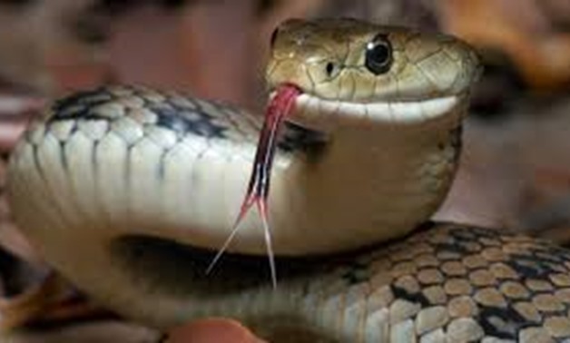 FILE - Venomous Snake