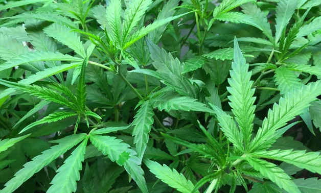 Marijuana plant – Wikimedia Commons