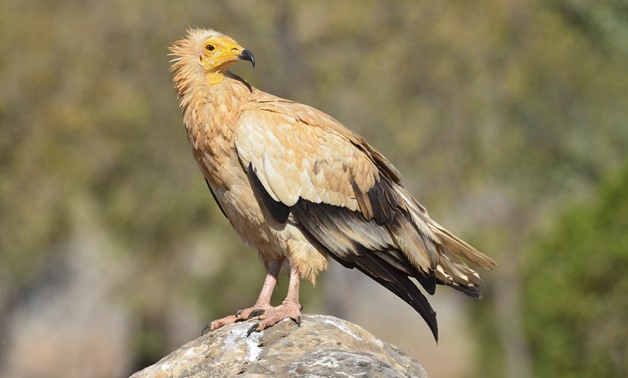 The Egyptian vulture, also called pharaoh's chicken, is a small Old World vulture and the only member of the genus Neophron. (Mpala Live)