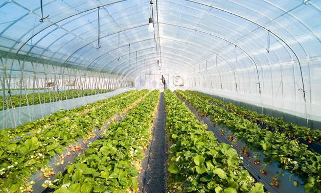 Strawberry greenhouse - CC via Wikimedia Commons/Joi Itor 
