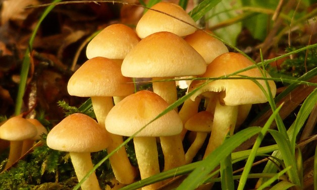 Mushrooms - Pixabay