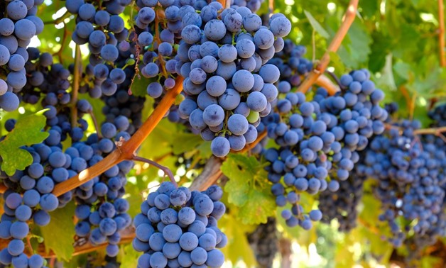 Grapes - CC via Flickr/brando 