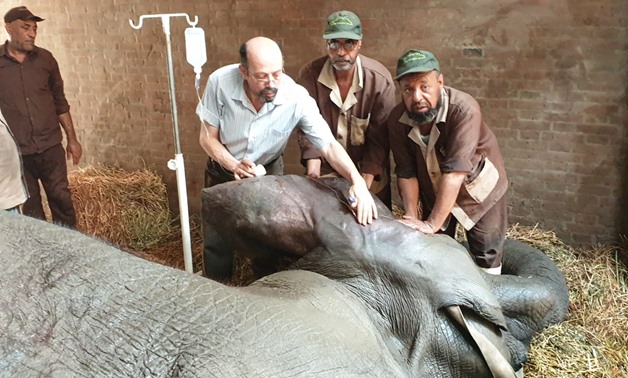 Photos of Giza Zoo vets trying to save Naema the Elephant's life - Photo acquired by Egypt Today