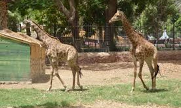 Giraffes at Giza Zoo - FILE