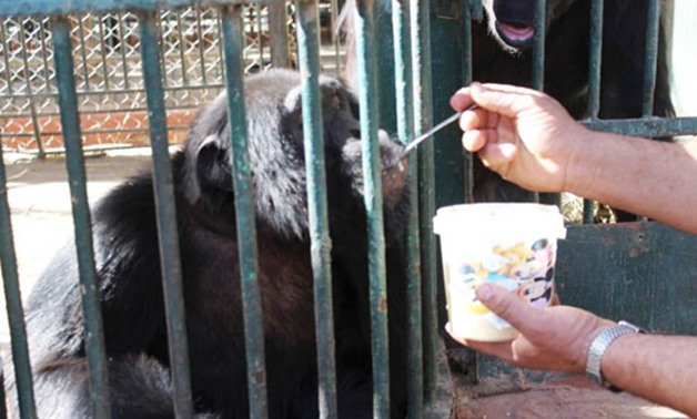 Animals eating Balila at Giza Zoo - Press Photo