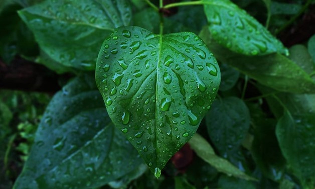 A green leaf- CC via Pxfuel