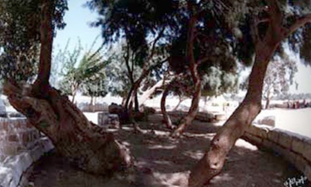 Virgin Mary Tree located in the ancient city of Oxyrhynchus        (Bahnasa) - ET