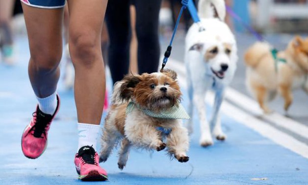Walking dogs - Reuters