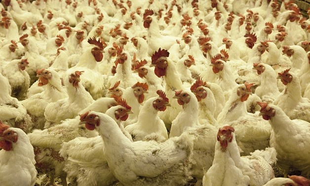 A portion of the loan will be allocated to animal breeding and poultry farming - skeeze via Pixabay