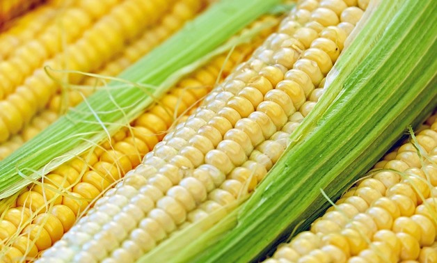 A national plan is implemented to reduce maize imports - Couleur via Wikimedia Commons