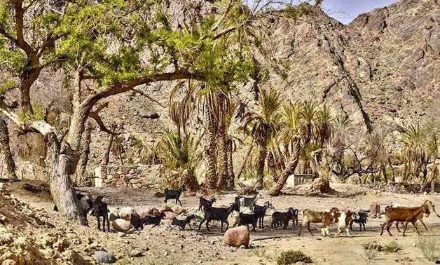 Goats in Feiran Oasis – Amr Abd El-Wahab