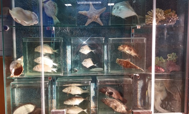 Fish and shells in Alexandria's Aquarium Museum - Egypt Today