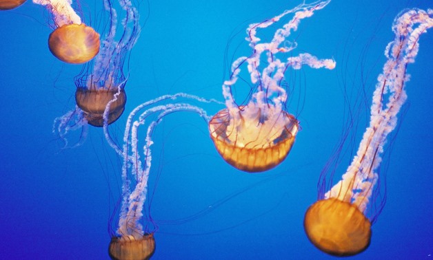 Jelly Fish. Photo by Tom Hodgkinson via Flickr